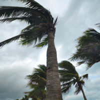 Hurricane Palm Tress