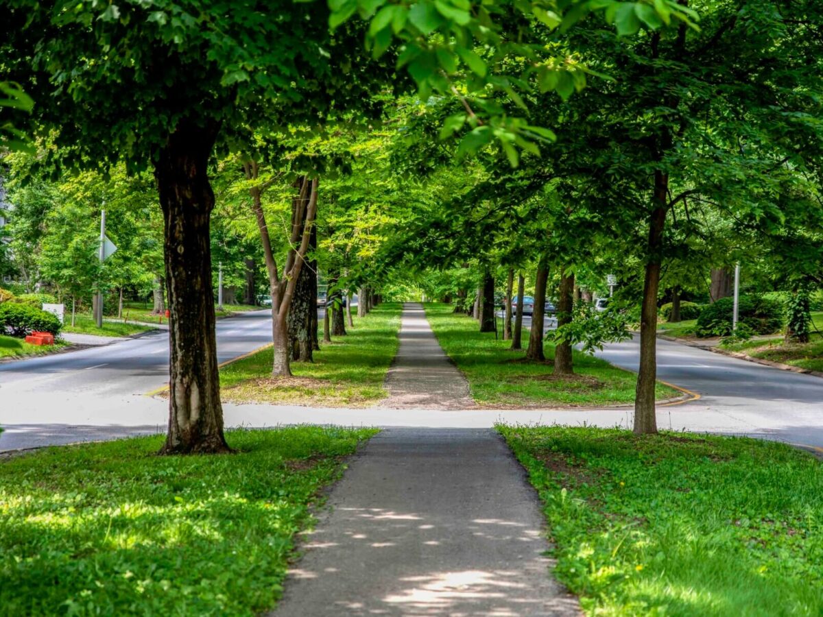 a path with trees