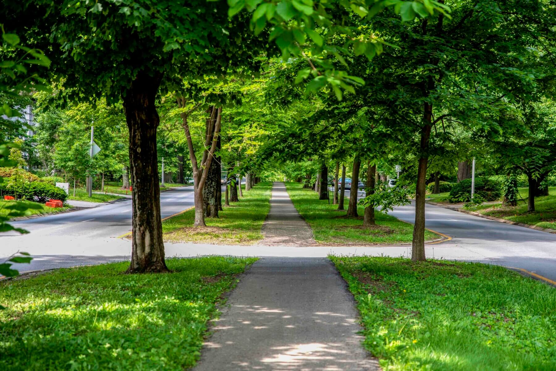a path with trees
