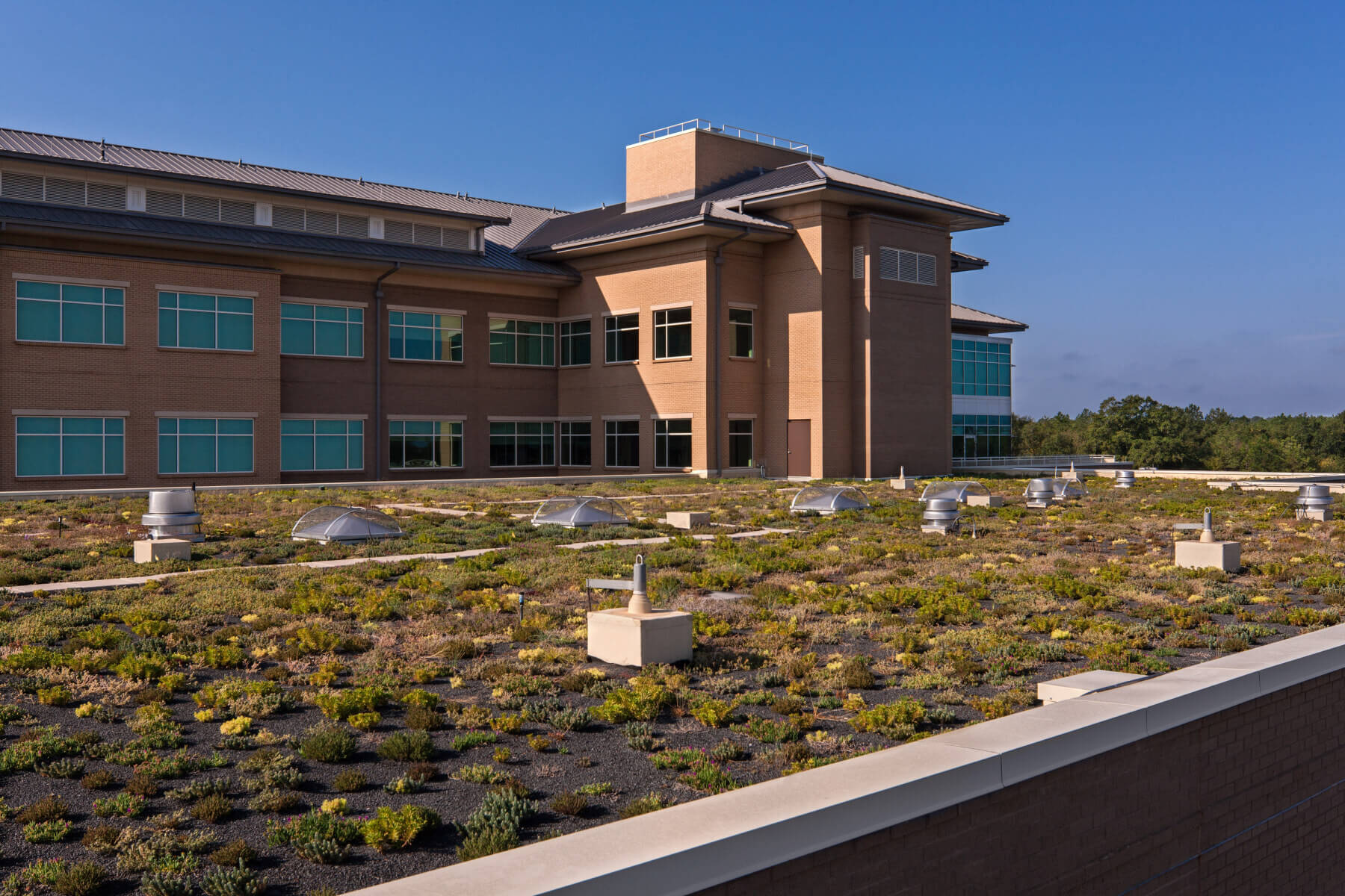 vegetation growing on a flat roof