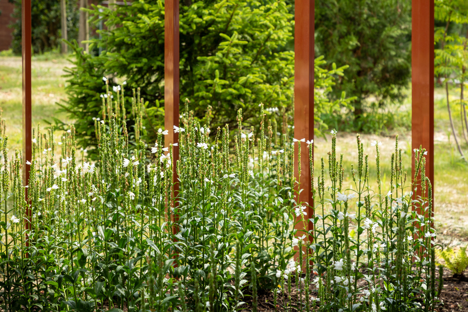 Native plants in the Trager MicroForest